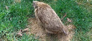 289K views · 9K reactions | I've just checked Evie and found her out...