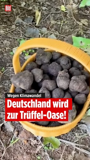 77K views · 238 reactions | Forscher haben mit modernen Klimamodellen berechnet, wo die besten Bedingungen für Edeltrüffel in Zukunft herrschen werden. Das Ergebnis ist eindeutig. Quelle: TikTok, Reuters, Picture Alliance | Bild | Facebook