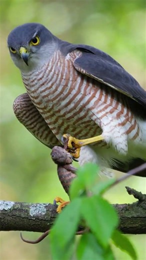 Witness the Elusive Japanese Sparrowhawk's Daily Life in Stunning Detail 🦅