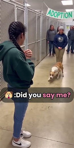 This Dog Didn’t Jump… He Just Melted 🐶