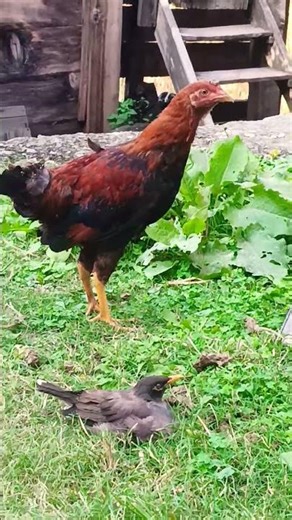 Mobile tower Radiations bad effect on birds|| bird dying ||