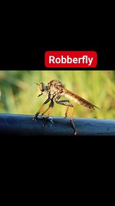 "Nature's precision. 🛡️ The Robber Fly (Asilidae) is a true master of the air, known for its incredible speed and hunting prowess. Look at those details! ✨" #nature #robberfly #insect #macroshot #naturelovers #insectworld #naturephotography | Yuzheep Art