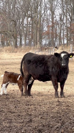 Calf eating from the back