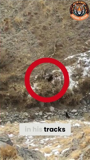 Alpha Dog Outsmarts 5 Wolves! 🐺🔥