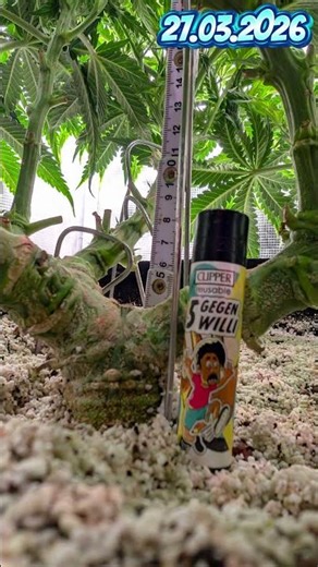 Sunset Sherbet GF #1 week 10 day 65 #hydroponics #coco #fishhydrolysate #diyfertilizer #music #koh