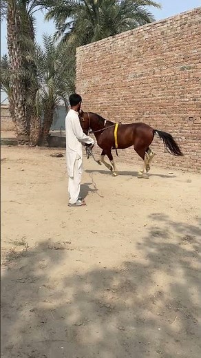 Amazing Horse Breeding on Village Farm #amazing #breeding #horse