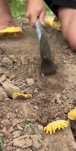 This is a tutorial on how to plant a plant properly and correctly.