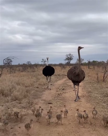 Ostrich Family Welcomes Adorable Newly Hatched Chicks