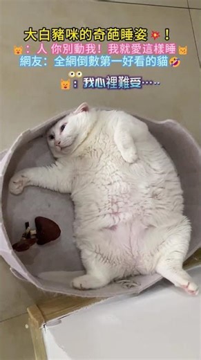 The bizarre sleeping posture of the big white piglet 💥❗🐱: Don't touch me! I love sleeping like th...