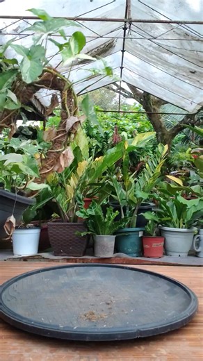 Syngonium albo lumagpas na naman Mamalyn's Garden #STEM #cutting #syngonium #albo #trailingplants #homegardening #homegarden #houseplants #plantmom #gardening #plantcare | Mamalyn's Garden