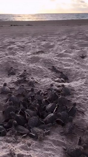 Saving the Sea Turtles' Nesting Grounds in Palm Beach, Florida