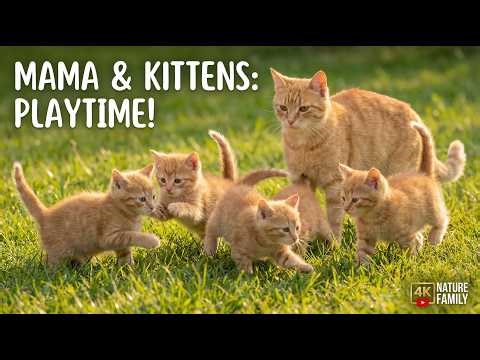 Cute Orange Kittens Playing in Nature with Mama Cat 🐱🌿 | 4K Relaxing Video #cutekittens#orangecat#