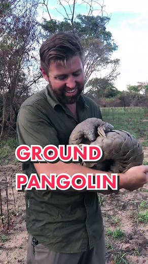 Celebrate World Wildlife Day with Pangolin Protection