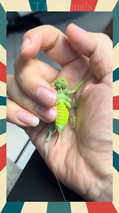 leaf-rolling cricket | T.T.P-Animals