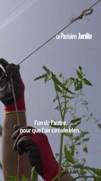 Quels tuteurs pour vos tomates ? Le guide complet pour les installer comme un maraîcher professionnel !