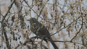 Tokyo, Japan - February 1, 2025: A bulbul eating seeds of Japanese snowbell on a branch