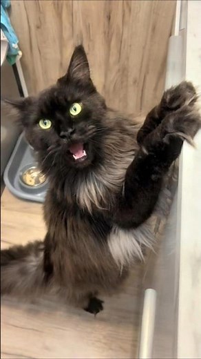 Why Maine Coons Don't Meow 😳