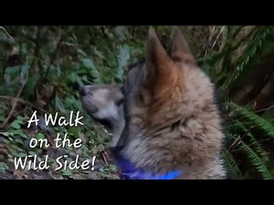 A Wolf Puppy's Walk in the Woods! #wolfdog #wolfpup