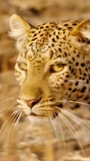 Leopard vs Python: Unbelievable Wildlife Encounter