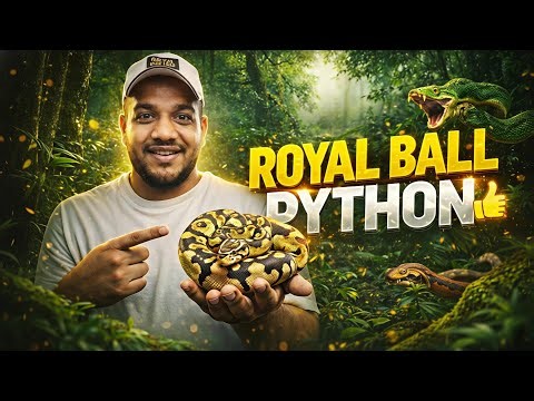 Why Is the Royal Ball Python So Popular? 😳🐍 | Beginner-Friendly Snake Explained | Karnataka Aquarium