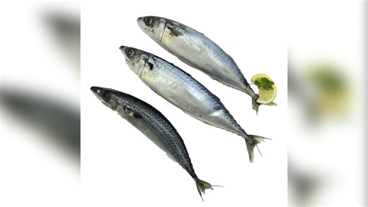 China Origin Frozen Pacific Mackerel 15kgs Per Carton Thomson Fish Scomber Japonicus Fish with Competitive Price