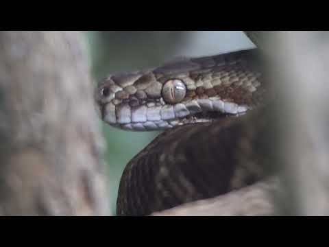 COBRA PITON - rough-scaled python (Morelia carinata)