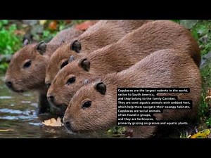 capybara vs beaver 72 Tell the difference