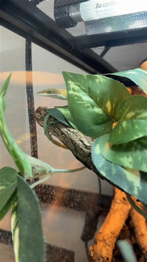 Cedric Sweet on Instagram: "Green anole tank setup"