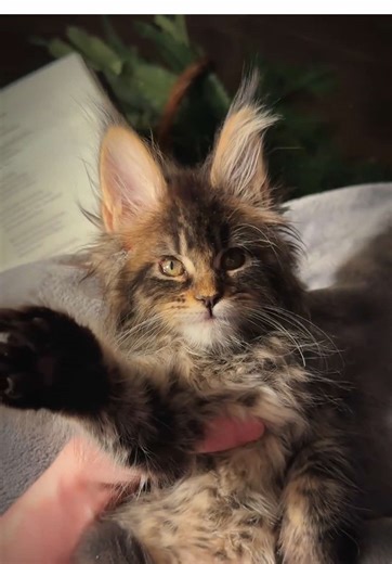 Finding Peace After a Busy Day with Maine Coons