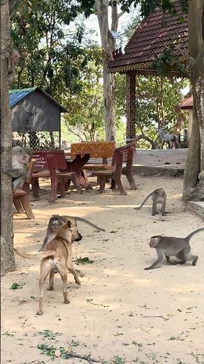 Unexpected Encounter! Dog vs. Monkeys in a Temple | Wildlife & Stray Animals Interaction
