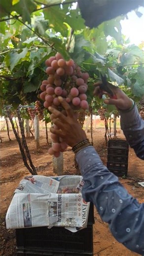 Chinese big bunch grapes Harvesting in season #grapeharvest #fruitfarming #grapepicking #grape