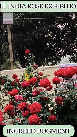 ALL INDIA ROSE EXHIBITION BEAUTIFUL RED ROSE INGRID BURGMAN #rose
