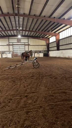 Saddlebred Rescue on Reels