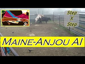 Cattle AI: Breeding a Maine-Anjou