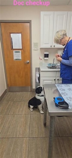 Vet tried to pick cosy #dogtraining #dogsofinstagram #puppylove #immunizations #blonde