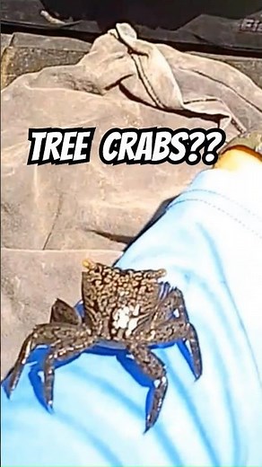 The Crabs That Live in Trees