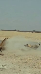 Watch till the end 😱. #reelsvideoシ #reelsviralシ #foryoupage #reels #wildanimals #animalsofinstagram #viral #trending #animals #wildlife | Updy Hunter Weyye