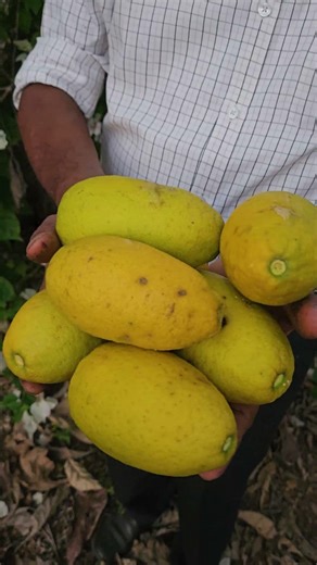 Best for juice and pickles #fruitfarming #mango #mangovarieties