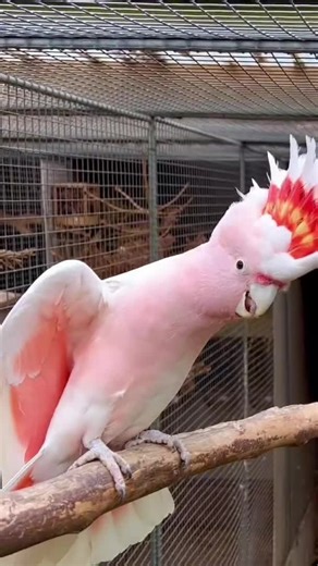 world of parrots on TikTok