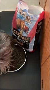 Victor Dog Food Review Grain Free Salmon Formula | VICTOR