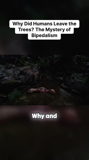 Why Did Humans Leave the Trees? The Mystery of Bipedalism