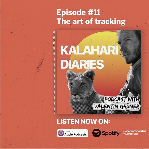 Tracking in the Bush: Discover the Wildlife Around Us 🐾🌿 Learn how we use tracking to identify species and understand the bush—every footprint tells a story! #wildlife #tracking #naturewatch #Sirga #animalbehavior #conservation #fyp | Sirgathelioness