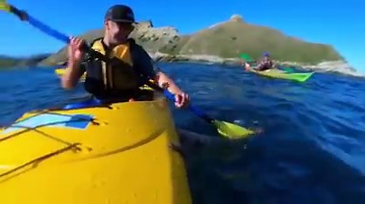 🎥: A man gets seal slapped while kayaking with buddies in New Zealand. A friend was testing out his new GoPro and captured the hilarious moment. | FOX4 News Kansas City