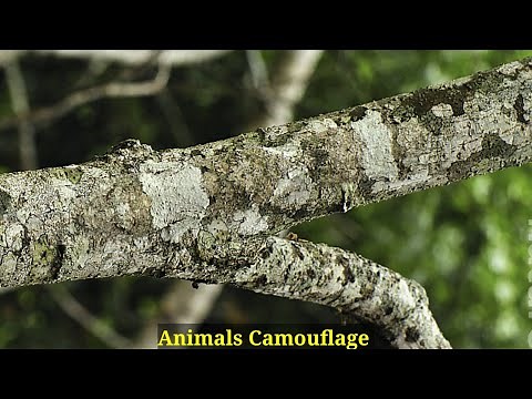 Can you Find 10 Camouflage Animals From The Images | Find The Hidden Animal