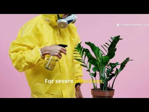 The Weird Powdery Mildew Fix That Actually Works.