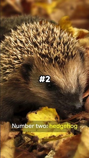 Top 5 Animals That Hibernate During the Winter Season