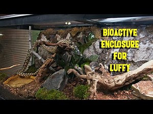 Building a Bioactive Enclosure for Luffy the Bull Snake