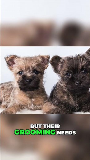 Cairn Terrier:Unveiling the Unique Colors & Grooming of the Breed #shorts