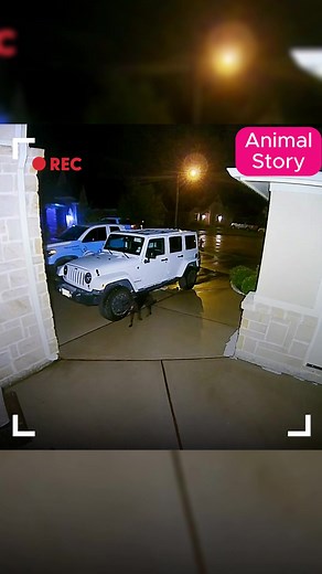 276K views · 3.4K reactions | Couple Keeps Seeing A Stray Dog On Their Security Camera #dog #straydog #animals #viral | Jack and Roll | Facebook