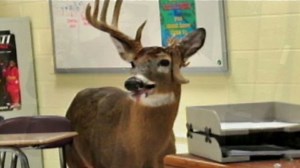 Teacher tranquilizes deer in classroom